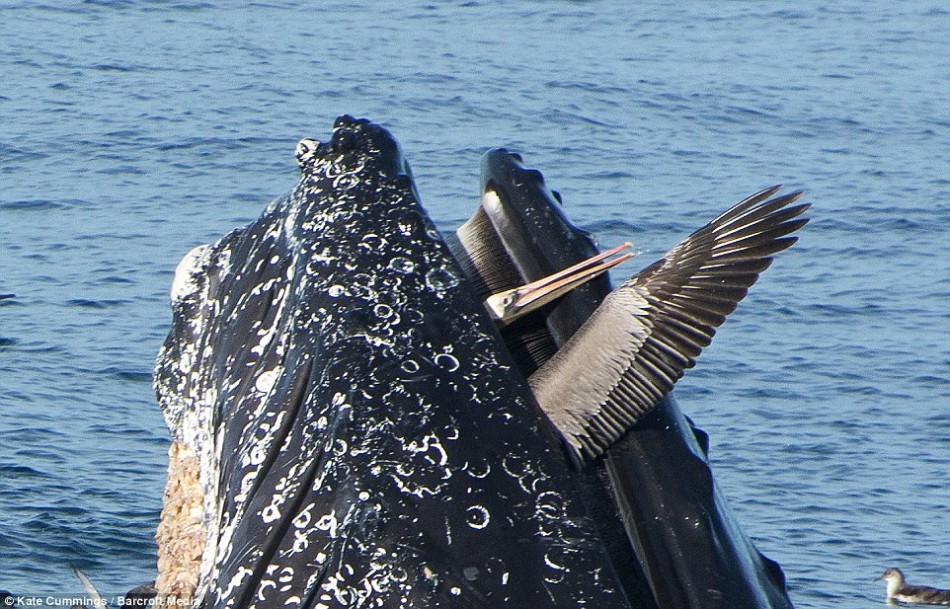 �������������ǽ���һͷ�ձ���������һֻ�ں��沶�������