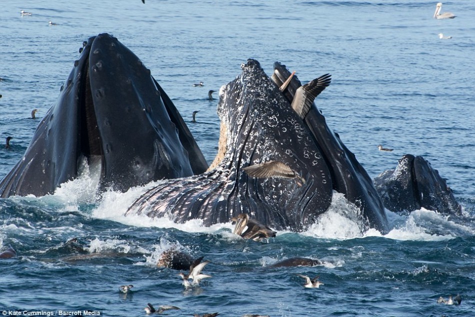 �������������ǽ���һͷ�ձ���������һֻ�ں��沶�������