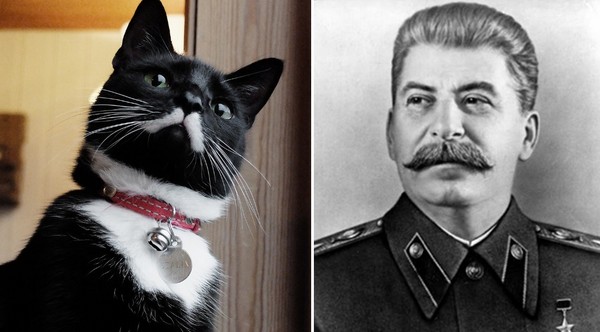 挪威黑猫有着两撇白色八字胡 像极前苏联领导人斯大林