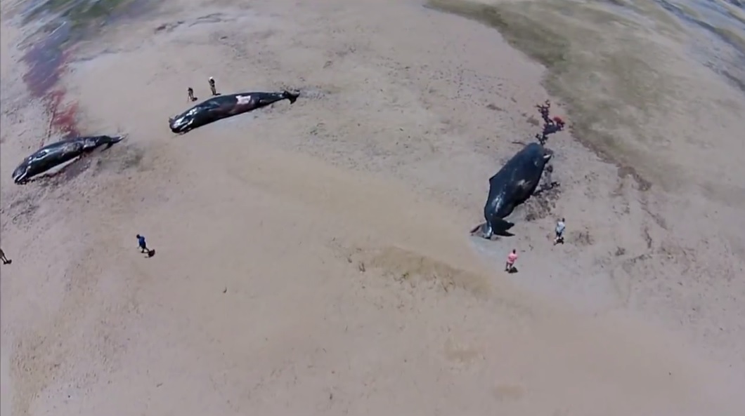 有民众以航拍方式,纪录这些抹香鲸的惨况。