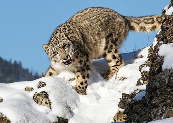 ���ض�ƾ������ѩ����ƬӮ�á�2014mEYE������Ӱ�������ھ�