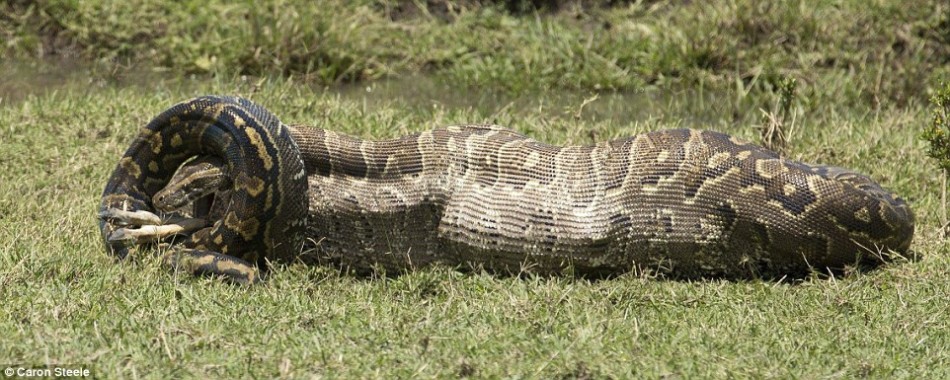 这头瞪羚开始进入蟒蛇的大部分身体时,这个捕食者的身体比平时大了几倍。与此同时,蟒蛇的尾巴依然缠绕着它没有吃掉的剩余部分。