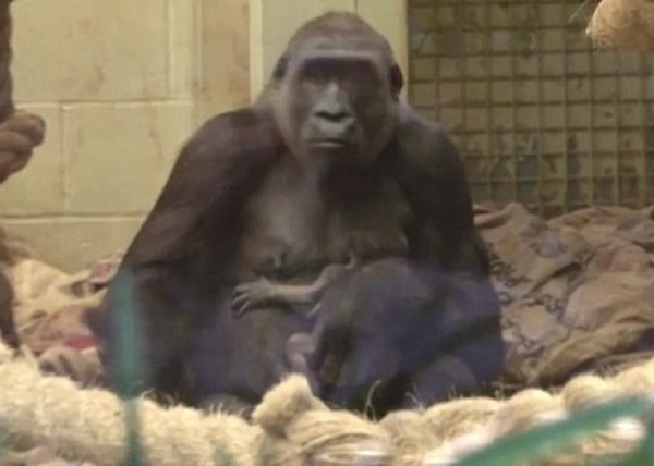 英国伦敦动物园濒危西部低地大猩猩成功诞下幼崽