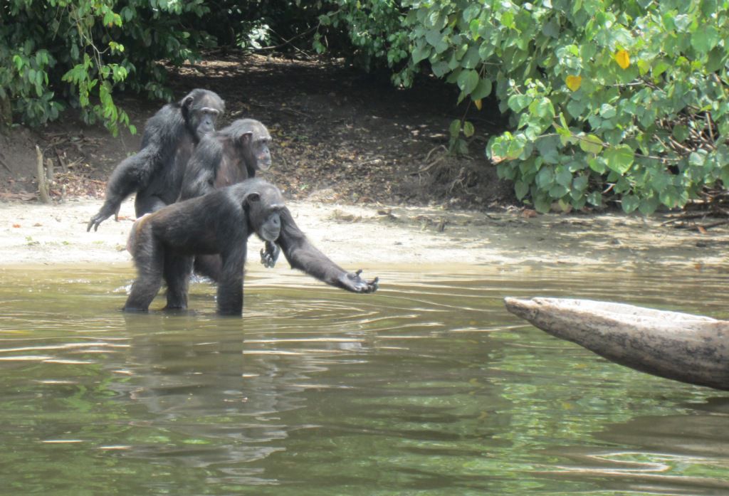 利比里亚岛的黑猩猩:现实版“人猿星球”