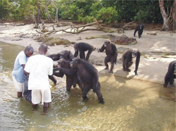 利比里亚岛的黑猩猩:现实版“人猿星球”