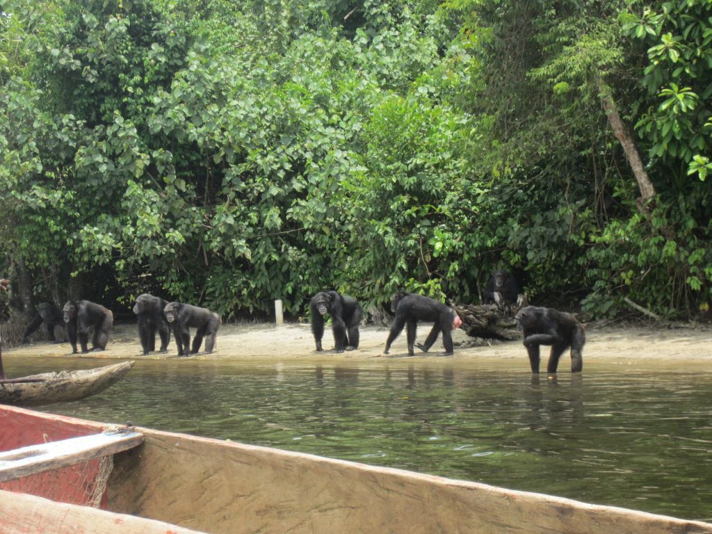 利比里亚岛的黑猩猩:现实版“人猿星球”
