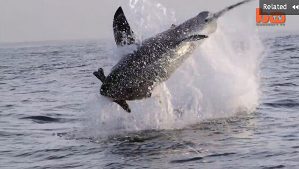 南非电影制作人用假海豹做诱饵捕捉大白鲨背水一跳的精彩瞬间