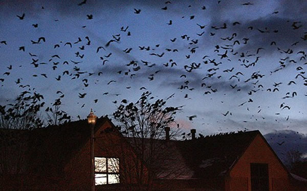 5����ֻ��ѻ�����֡�������������С��˹���ַƶ���