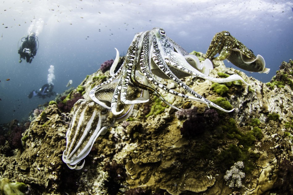 ��鰲����Ⱥ�������������µĽ�ʯ�ϣ����������˽���ļ��ڣ�47��ĵ¹���ӰʦRainer Schimpf����������һ���档