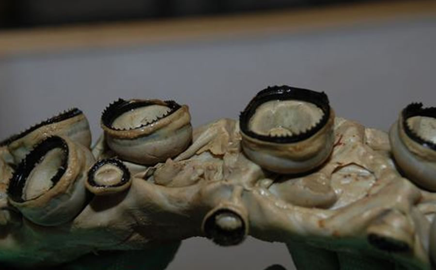 ĳȴԼ1315ףһоЩܹ18ף׶ȻʷݵоԱǶΪֵܱ߹Ȼ־еİ