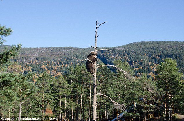 挪威一只棕熊爬上15公尺高的树枝头打瞌睡