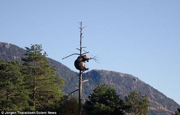 挪威一只棕熊爬上15公尺高的树枝头打瞌睡