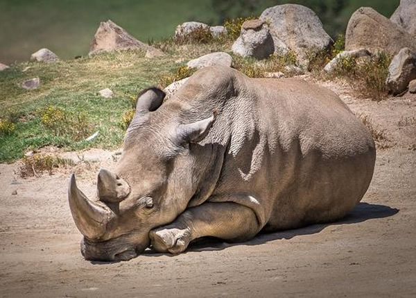 安加利夫已老死在动物园
