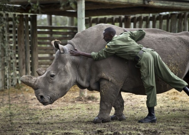 图为动物园职员之前照顾安加利夫的情形