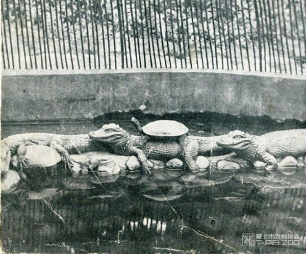 �����Ƕ���԰ʷ�ϵ�һֻ���ӵķ���