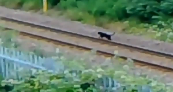 Ӣ�����ֶ����������ġ�������Ұ�ޡ�Beast of Bodmin�ҿ����ࣿ