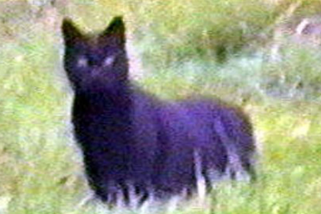 Ӣ�����ֶ����������ġ�������Ұ�ޡ�Beast of Bodmin�ҿ����ࣿ