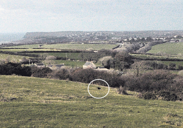 Ӣ�����ֶ����������ġ�������Ұ�ޡ�Beast of Bodmin�ҿ����ࣿ