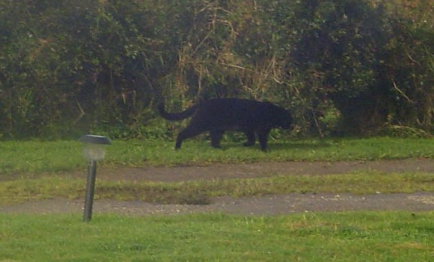 Ӣ�����ֶ����������ġ�������Ұ�ޡ�Beast of Bodmin�ҿ����ࣿ