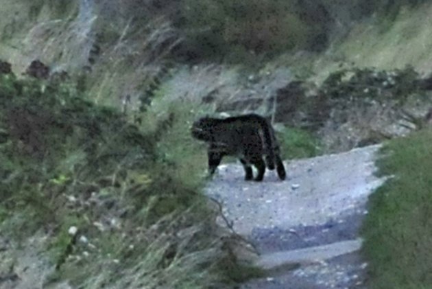 Ӣ�����ֶ����������ġ�������Ұ�ޡ�Beast of Bodmin�ҿ����ࣿ