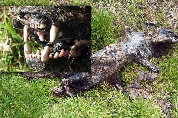 2012��ʱ���������ڵ��ط��ֲ��������ź�������봫˵�е�Ұ�����ơ�