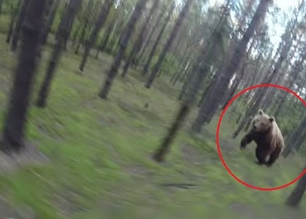 一只巨大棕熊突然从右侧窜出