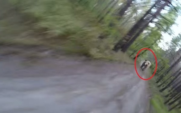 棕熊一直从后紧追