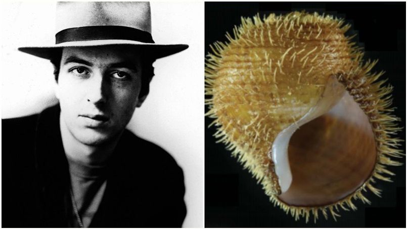 用冲撞乐队主唱Joe Strummer的名字这种蜗牛命名