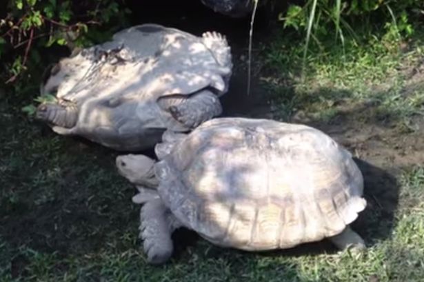 台北动物园一只乌龟帮助同伴翻身