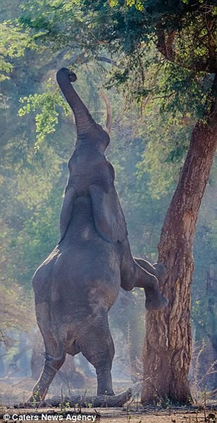 ��ͷ���������ץסһ����֦