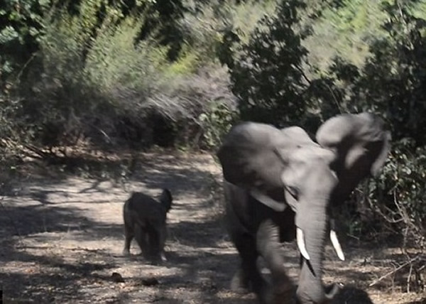 大象母子向着戴克等人乘坐的吉普车穷追不舍