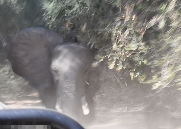 从片段可见,母象一度与吉普车只有咫尺之遥。