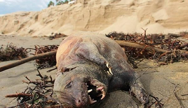 ����������籩��Ϯ��ʥ�Ͱ�����̲���ֹ���ʬ��