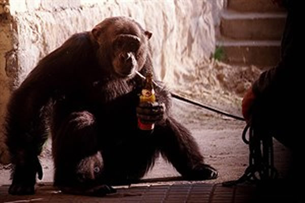 人类的灵长类祖先1000万年前便能饮酒