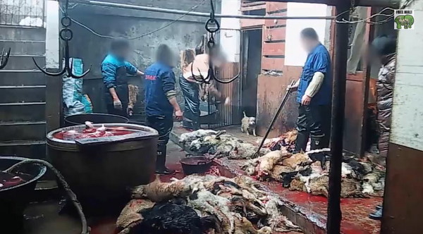 PETA Asia�������ƴ�������֯���Ե׵����й���Ƥ������¶�п���Ƥ����