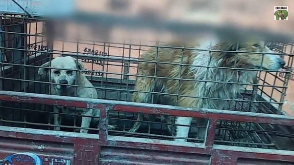 PETA Asia�������ƴ�������֯���Ե׵����й���Ƥ������¶�п���Ƥ����