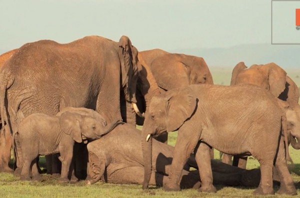 小象发现母亲被猎杀后,哀戚地将头靠着母象的尸体上,一脸哀戚。