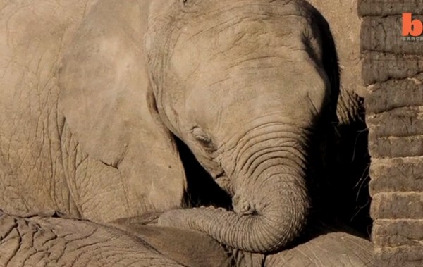 小象发现母亲被猎杀后,哀戚地将头靠着母象的尸体上,一脸哀戚。