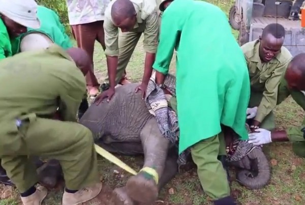 大卫‧谢德瑞克野生动物信托诱捕Roi的过程。