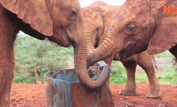 目前Roi在收容所适应良好,也会跟其他的孤儿象同伴互动。