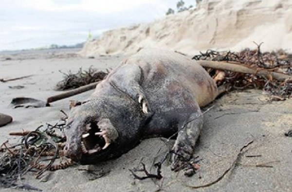 ��������ʥ���Ű��������߷��ֲ�������ʬ��