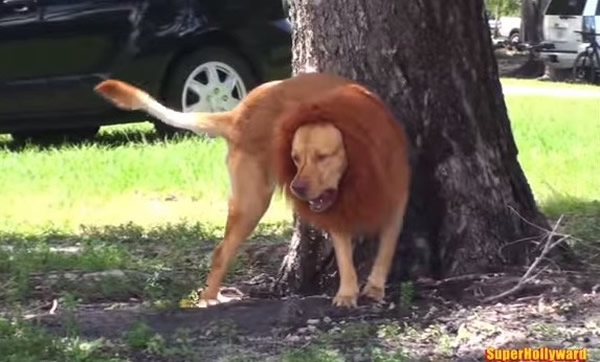 特别打扮的狗狗倚着大树,乍看之下真的很像狮子。