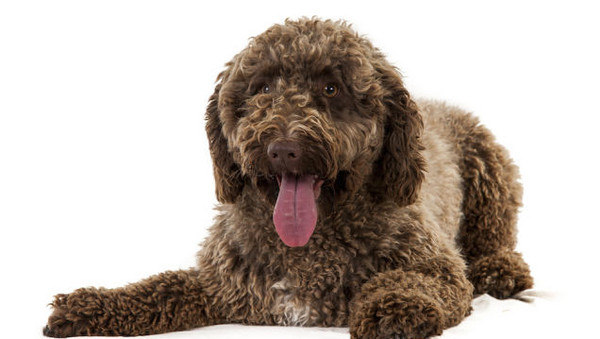 ������ˮȮ����ë������Ȯ����Ծ�ڰ���·���ǵ�������Ҫ���������򣬵���Ϊ�����ر�ϲ����Ӿ�����Կ���������ץ�㡣