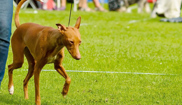 ��������Ȯ����������������ﵺ��һ��������Ȯ������ԼΪ40��50���֣�����8��15�������Լ��Դ����Ԫǰ100�꣬����Ϊ�����Ӿ���Ȯ�ĺ�����Ը���桢���ƣ���