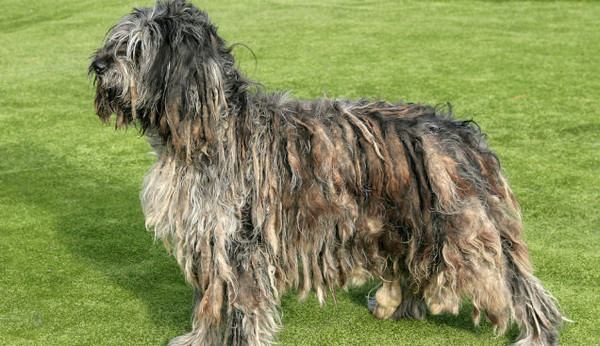 ������˹��Ȯ������ᣬ�������ϰѡ�������������ϵ�Ȯ�֣���������ı���Ī���������������ǵ��ص�����Ȯ��������Ȯ������ë�������з�����ѩ��ɳ�Ĺ��ܣ����ҿ�������