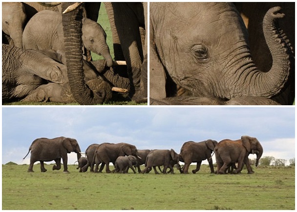 ������һ�������ߣ���ǰ�ö�ì����ɱ��������ĸ�ס�