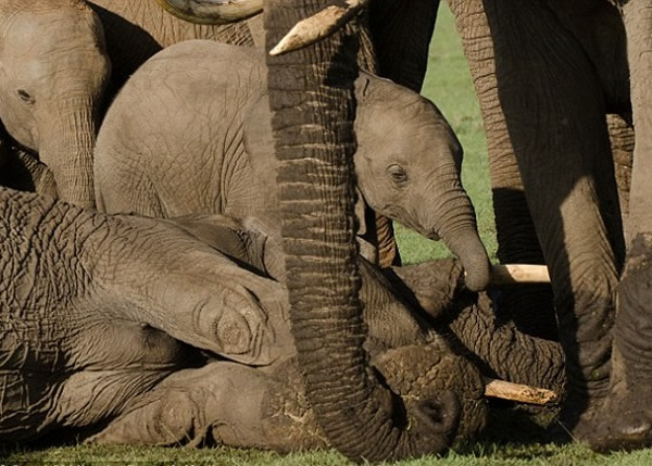 ��������ĸʬ�ԣ��Ե��������ᡣ