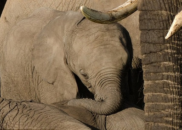 �����ḧ��ȥ��ĸ�ס�