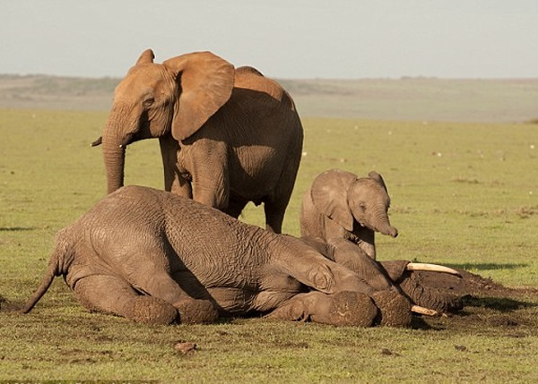 ����(��)Ŀ��ĸ�ױ�ɱ���Ե�����ʧ�롣