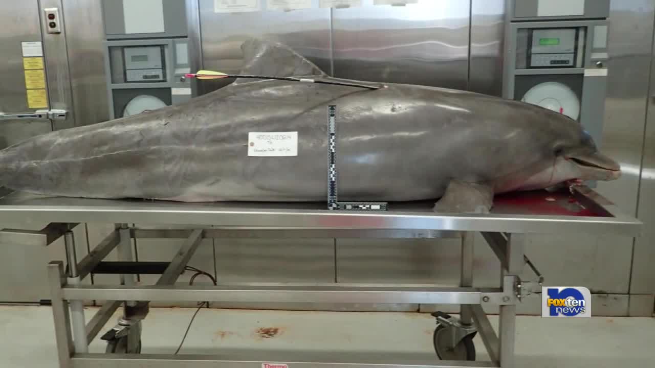 樽鼻海豚在美国阿拉巴马州遭一名小孩射箭重伤不治身亡